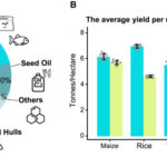 Our experience with cotton genome research
