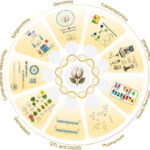 Why cotton genome research matters