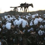 The Story Behind Cotton Evolution