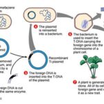 Cotton genome research: Pros and Cons
