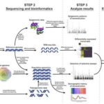 A beginner's guide to cotton genome research